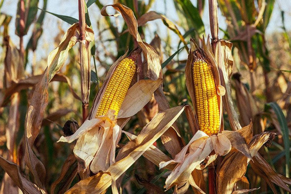 Imagem do serviço: ANÁLISE DE MICOTOXINAS